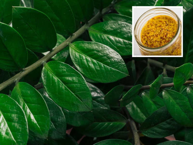 Zamioculcas