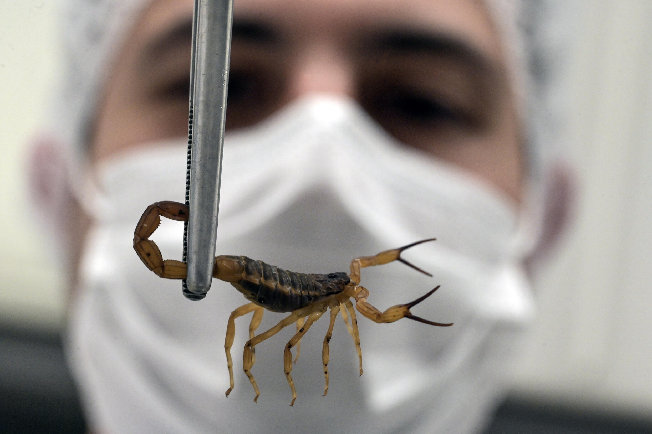 Weder Wespe noch Mücke: Der Stich dieses Tieres ist der gefürchtetste des Sommers – wie erkennt man ihn?