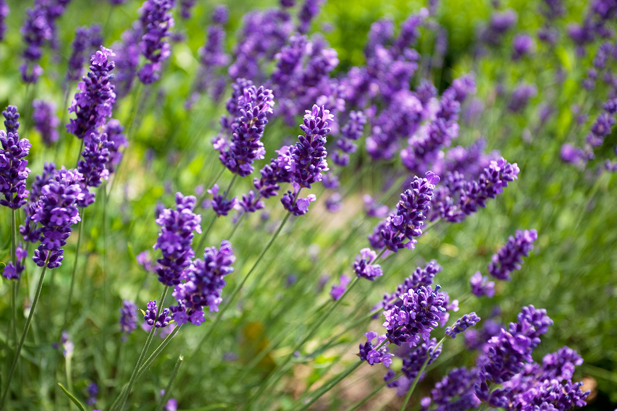 Lavendel zurückschneiden: Weshalb jetzt die beste Zeit dafür ist