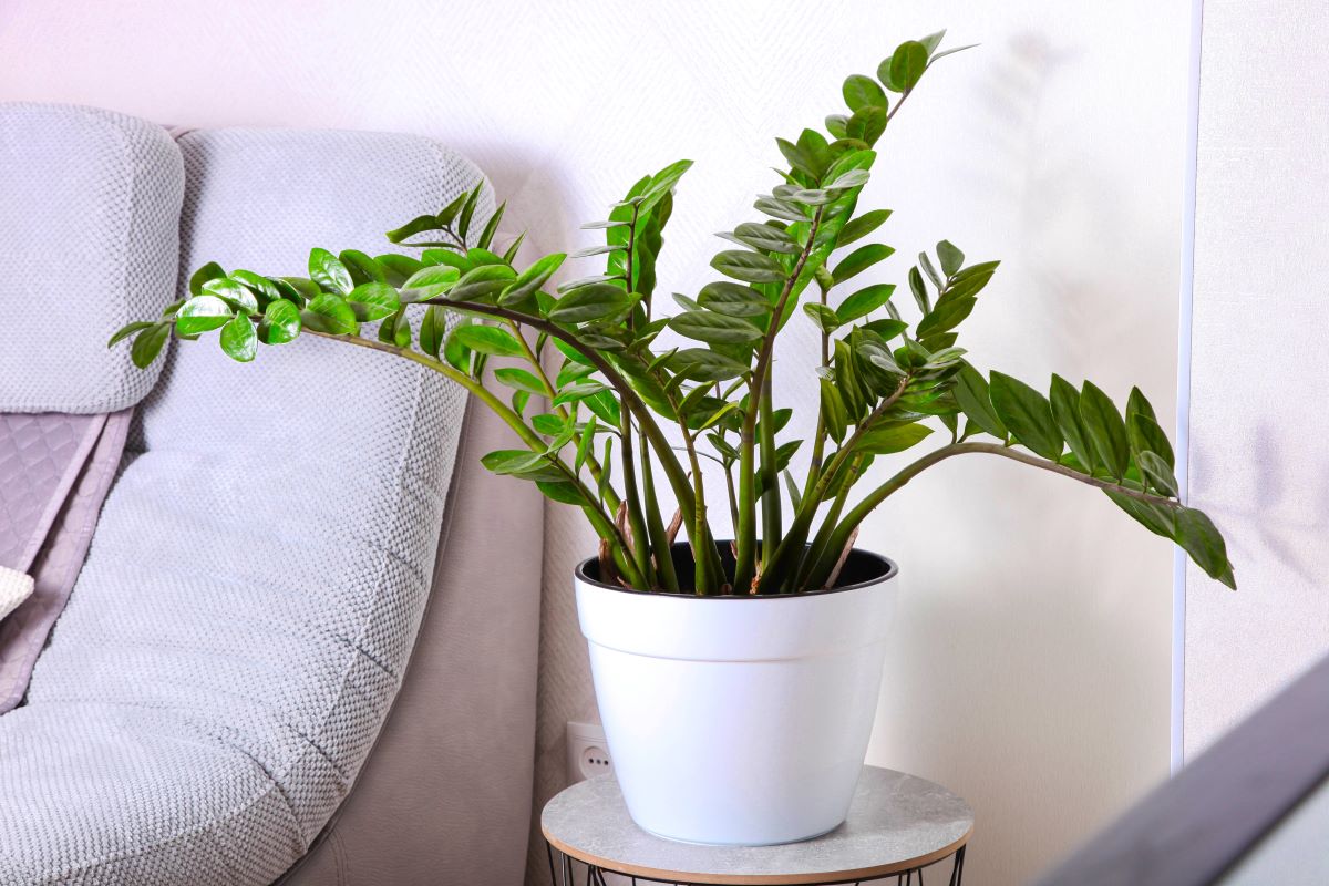 Geben Sie etwas Senf in ein Glas und gießen Sie Wasser hinzu. Es gibt keinen besseren Dünger für Zamioculcas
