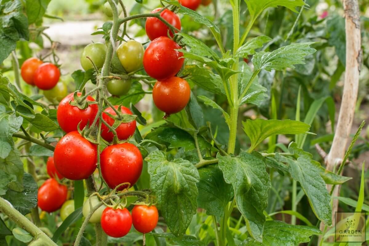 Der beste Weg, um die Reifung von Tomaten zu beschleunigen. Ich mache das immer im Juli