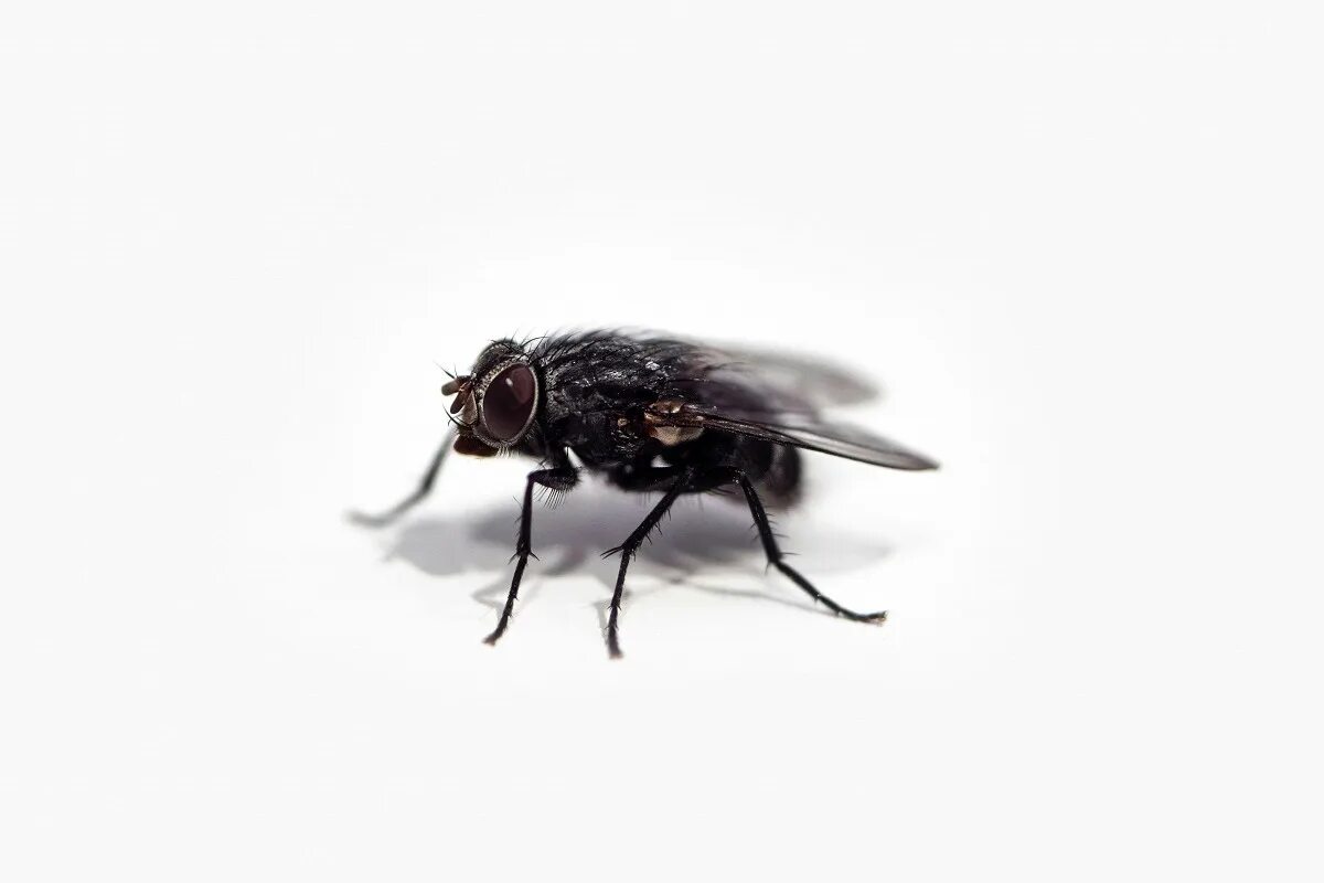 Fliegen fürchten diesen Geruch wie das Feuer. Sie fliegen sofort davon.