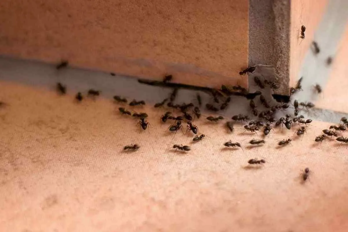 Denken Sie nicht einmal daran, eine Ameise zu zertreten, wenn Sie sie bei sich zu Hause finden: Wissenschaftler erklären