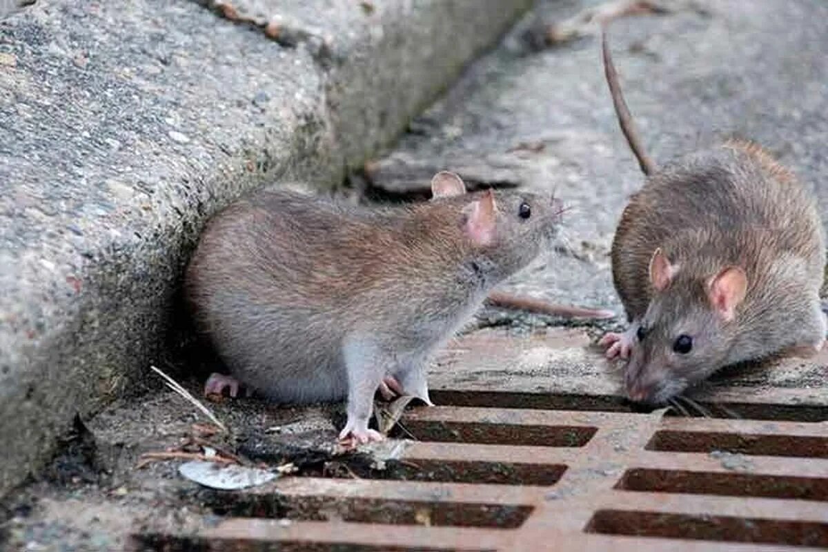 Regen vertreibt Kakerlaken und Ratten aus der Kanalisation: „Wir wissen nicht, ob es mehr von ihnen gibt, aber wir wissen genau, dass sie aufgrund des „Verdrängungseffekts” durch das Wasser herauskommen.”