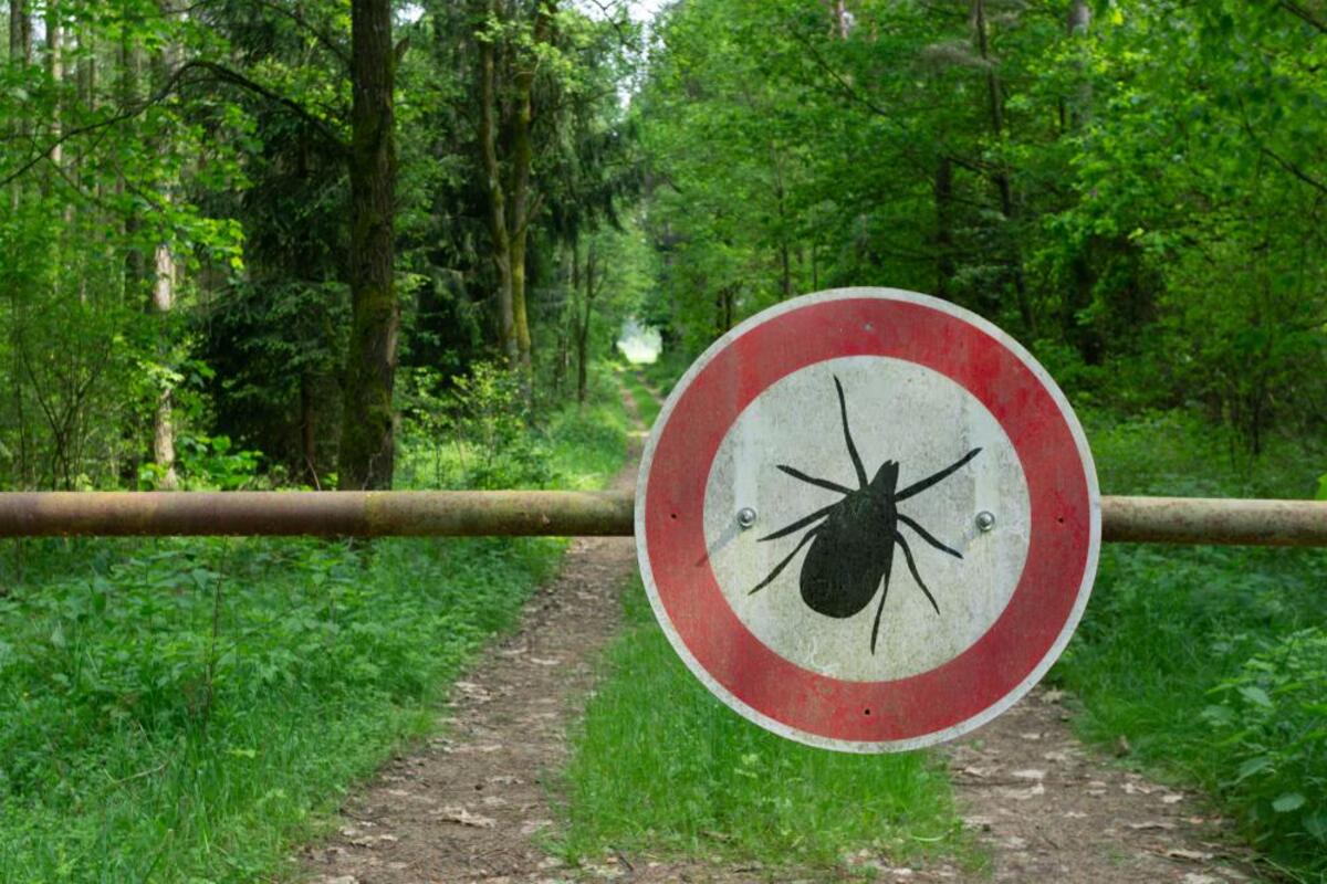Diese Gartenart lockt Zecken besonders an