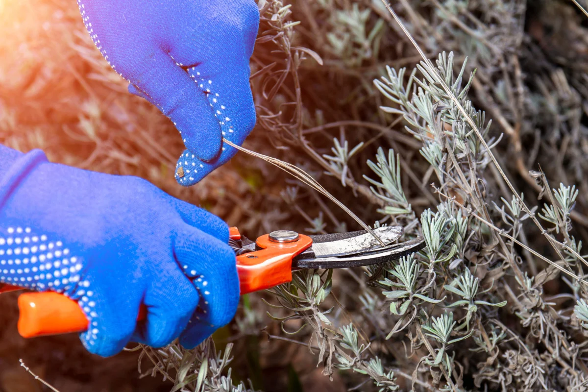 Lavendel zurückschneiden: Weshalb jetzt die beste Zeit dafür ist