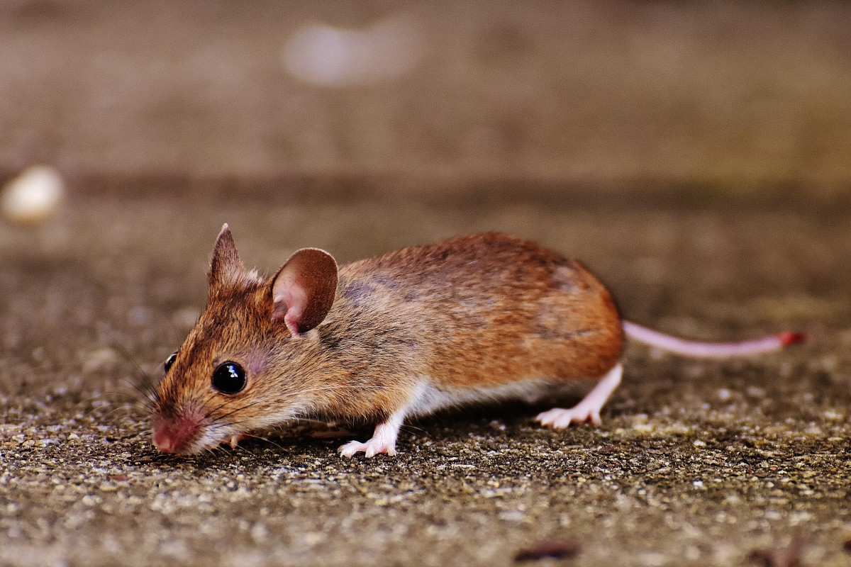Ratten und Mäuse: Dieses einfache Blatt ist der beste Weg, um sie für immer loszuwerden.