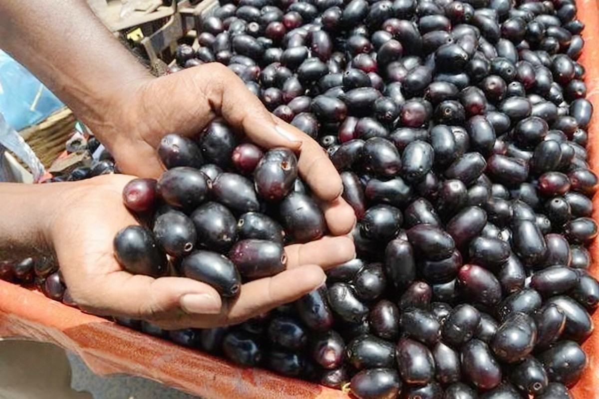 Es handelt sich weder um eine Pflaume noch um eine Olive. Eine Superfrucht für Diabetes, eine gute Verdauung und ein starkes Immunsystem.