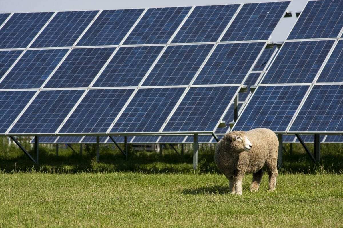 1.700 Schafe wurden zwischen Sonnenkollektoren aufgestellt, und die Wissenschaftler rieben sich angesichts des unerwarteten Verhaltens der Tiere die Augen.